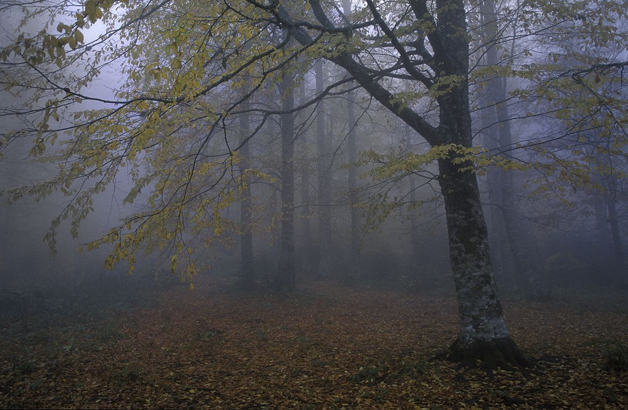 Deep in the forest - K.Uğur Varlı