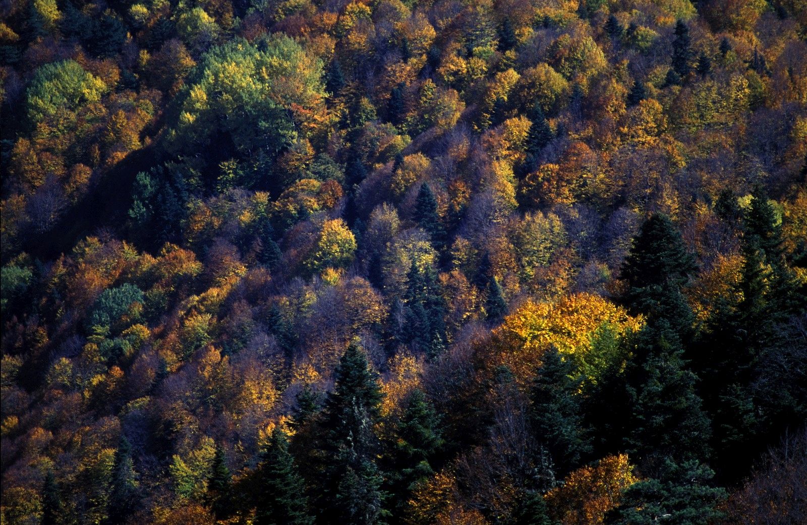 Yedigöller National Park1 - K.Uğur Varlı
