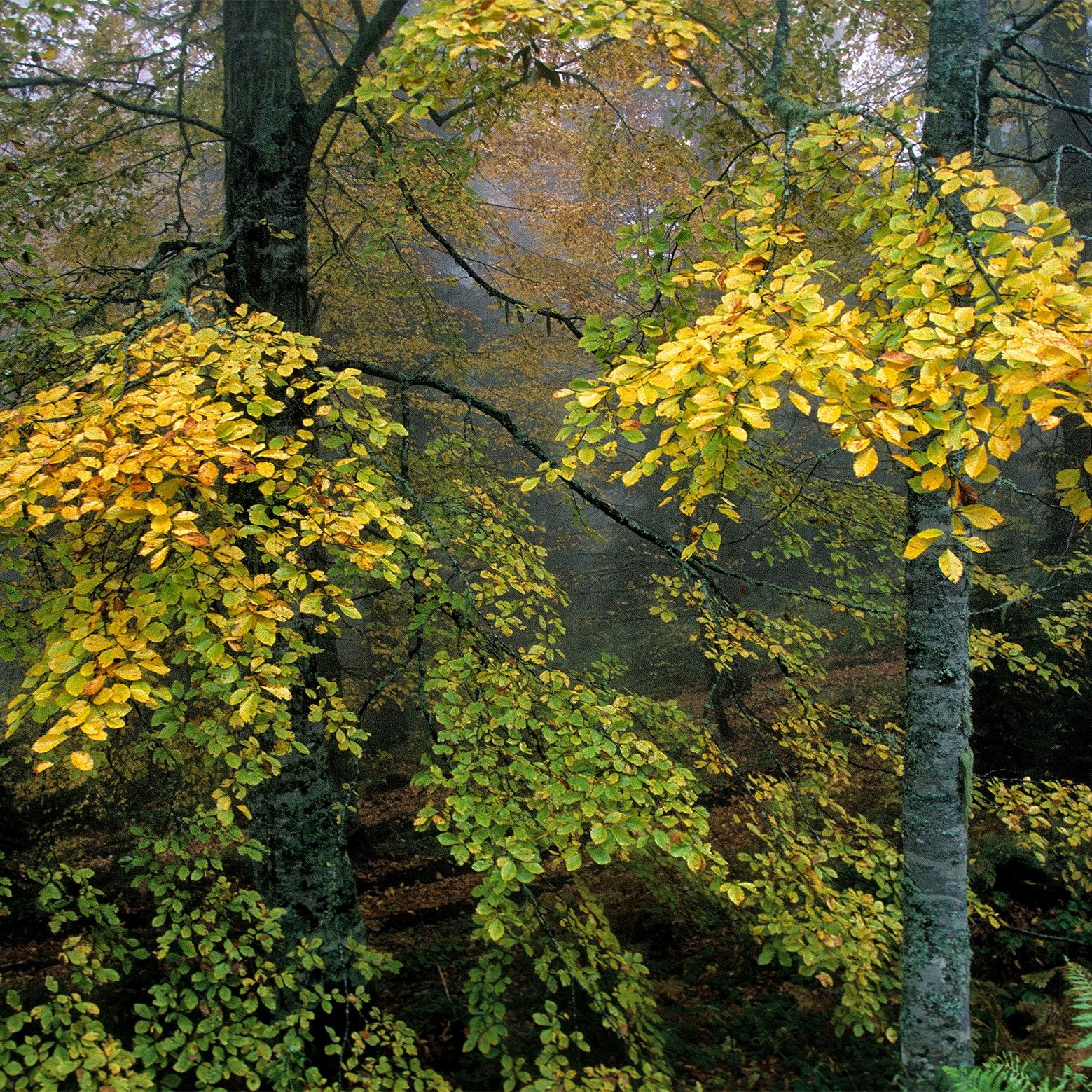 Trees in Autumn4 - K.Uğur Varlı