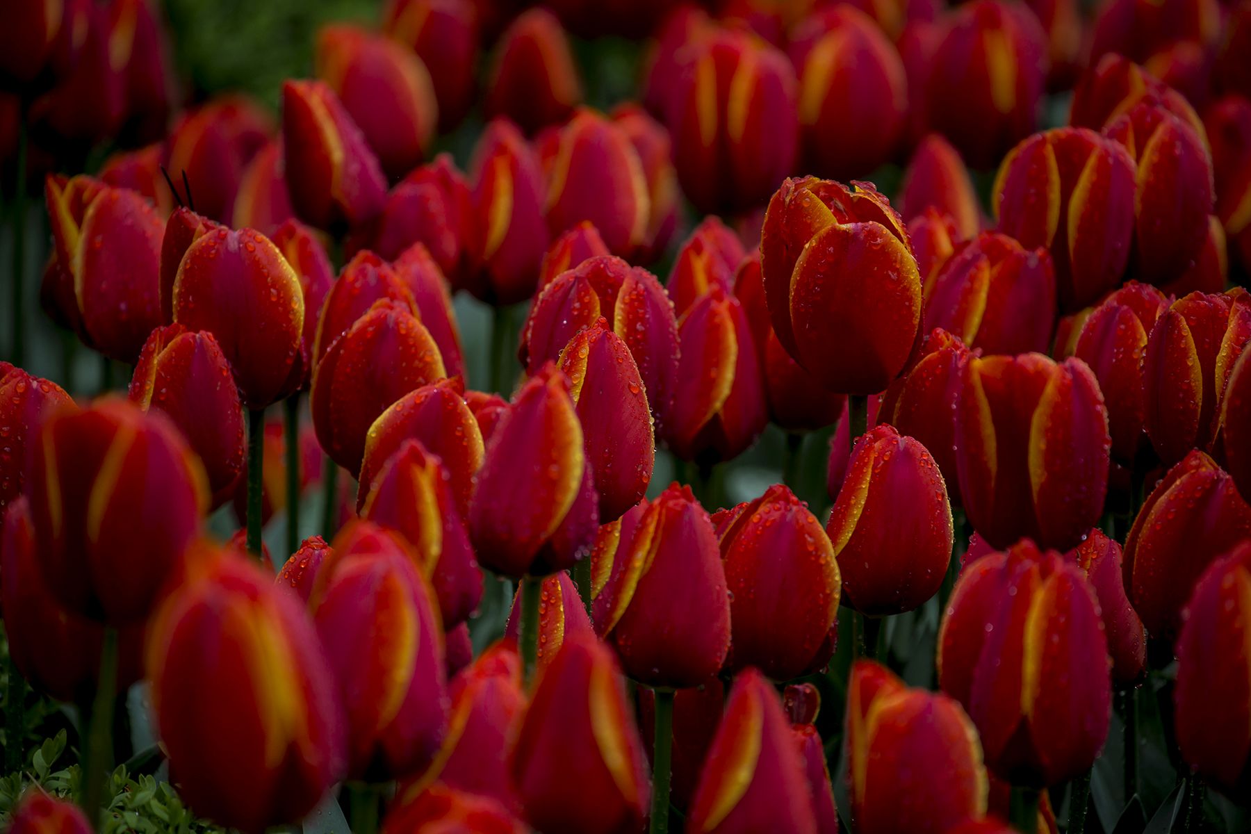 Red Tulips - K.Uğur Varlı