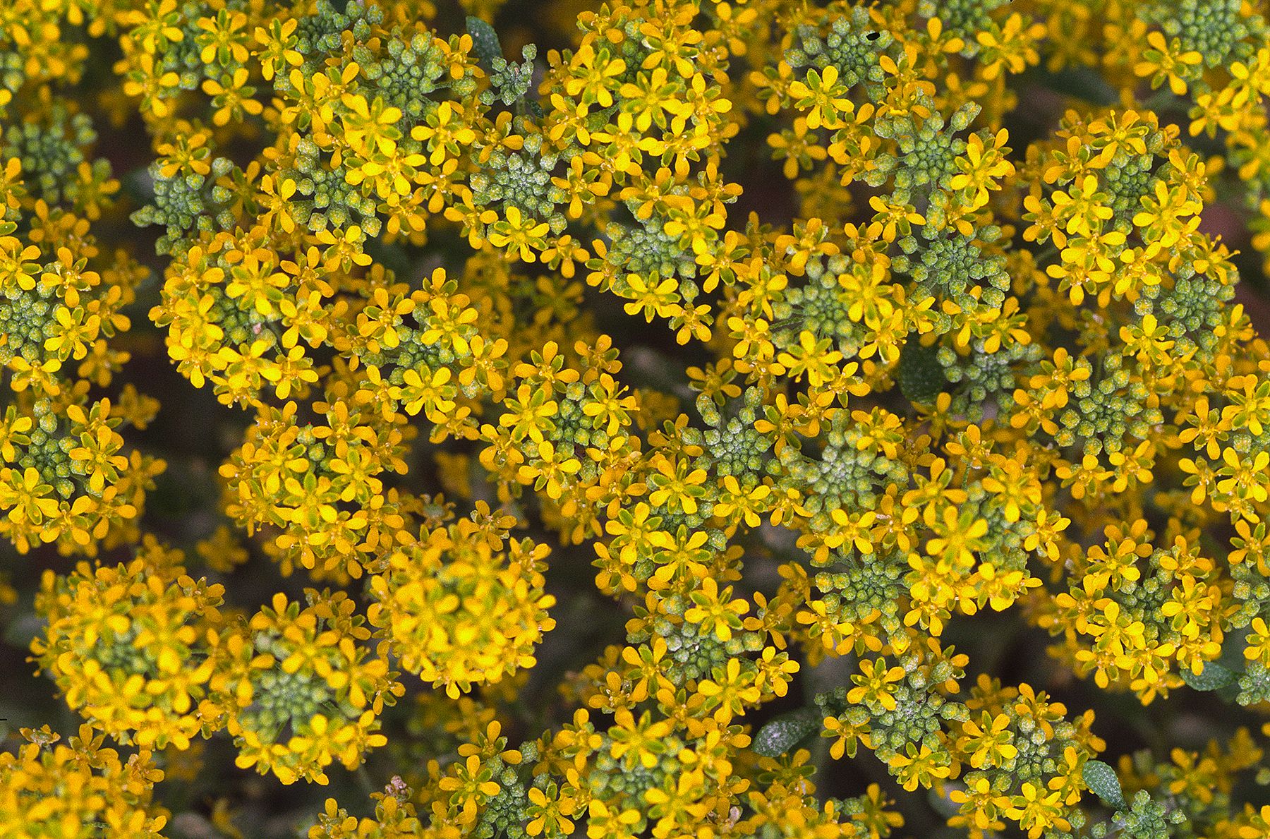 Flower texture1 - K.Uğur Varlı