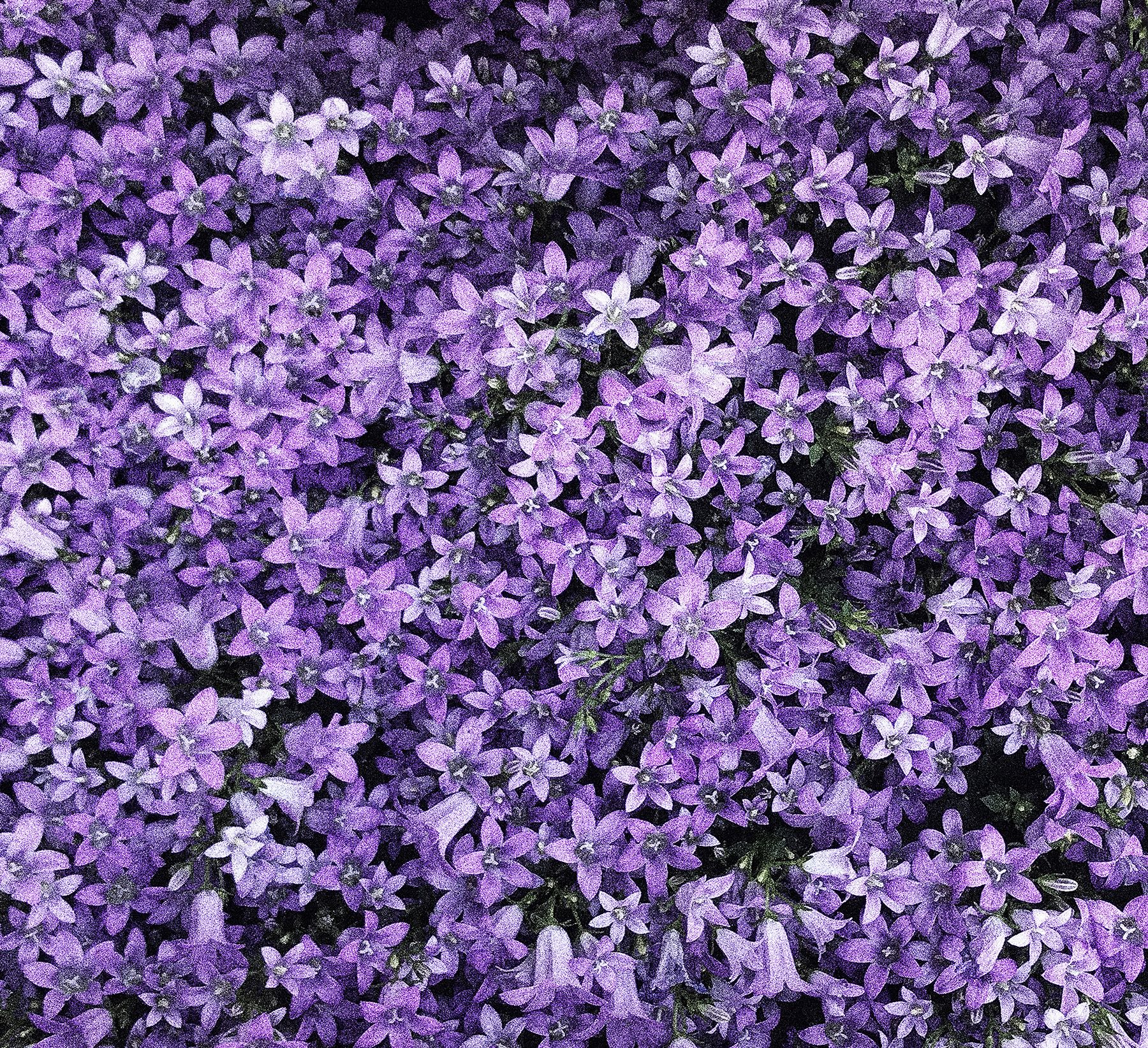 Pink flowers - K.Uğur Varlı