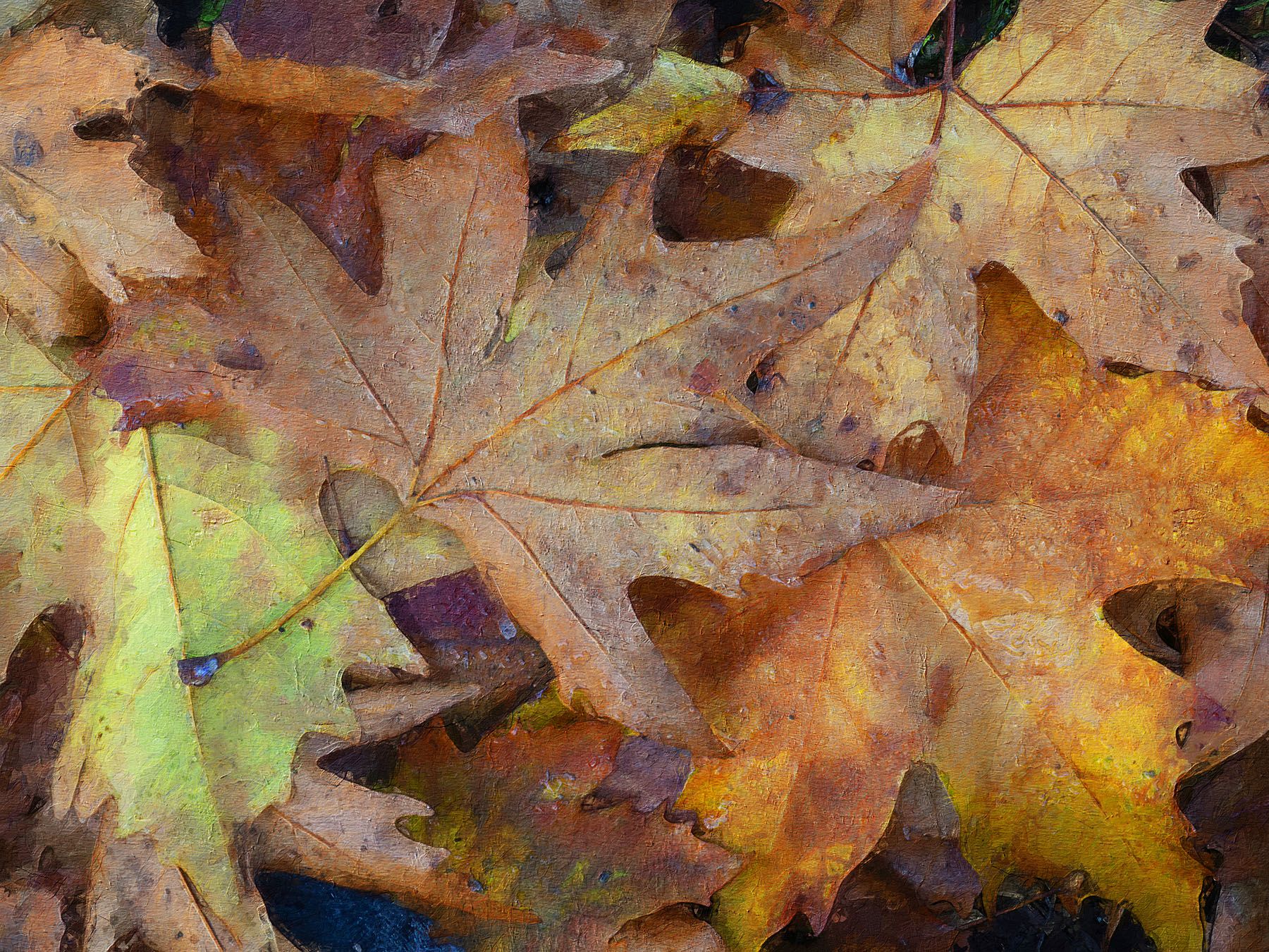 Sycamore leaves - K.Uğur Varlı