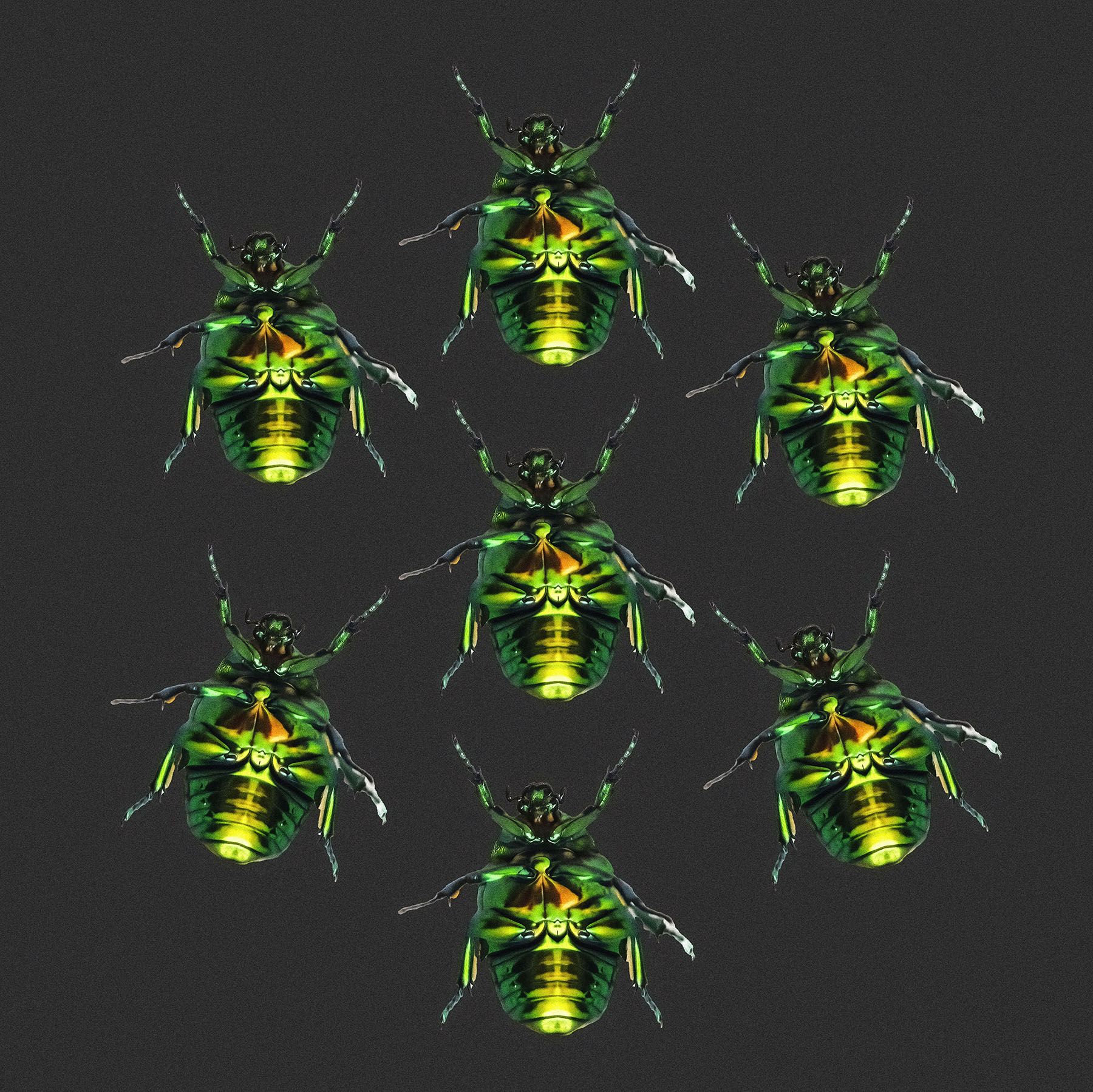 Insect - K.Uğur Varlı